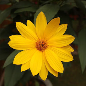 Meet your Posher, Liyu